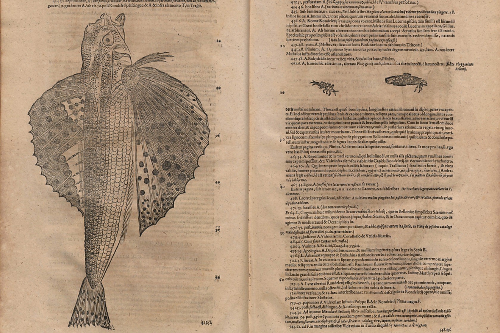 Konrad Gesner „Historia animalum”, 1620;
