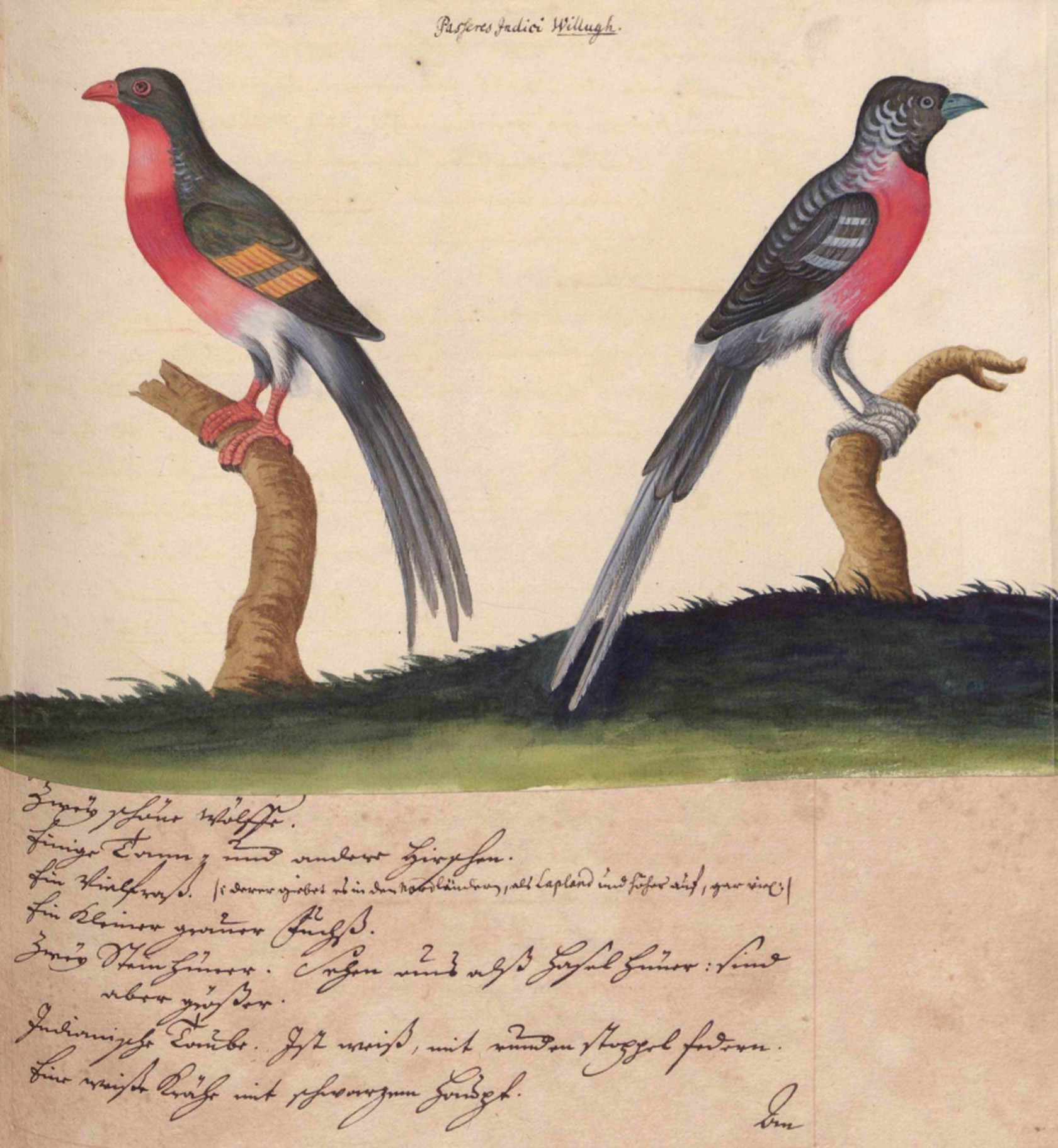 Christian Gabriel Fischer „Itinerarium Gerlach Fischeranum”; 1727;