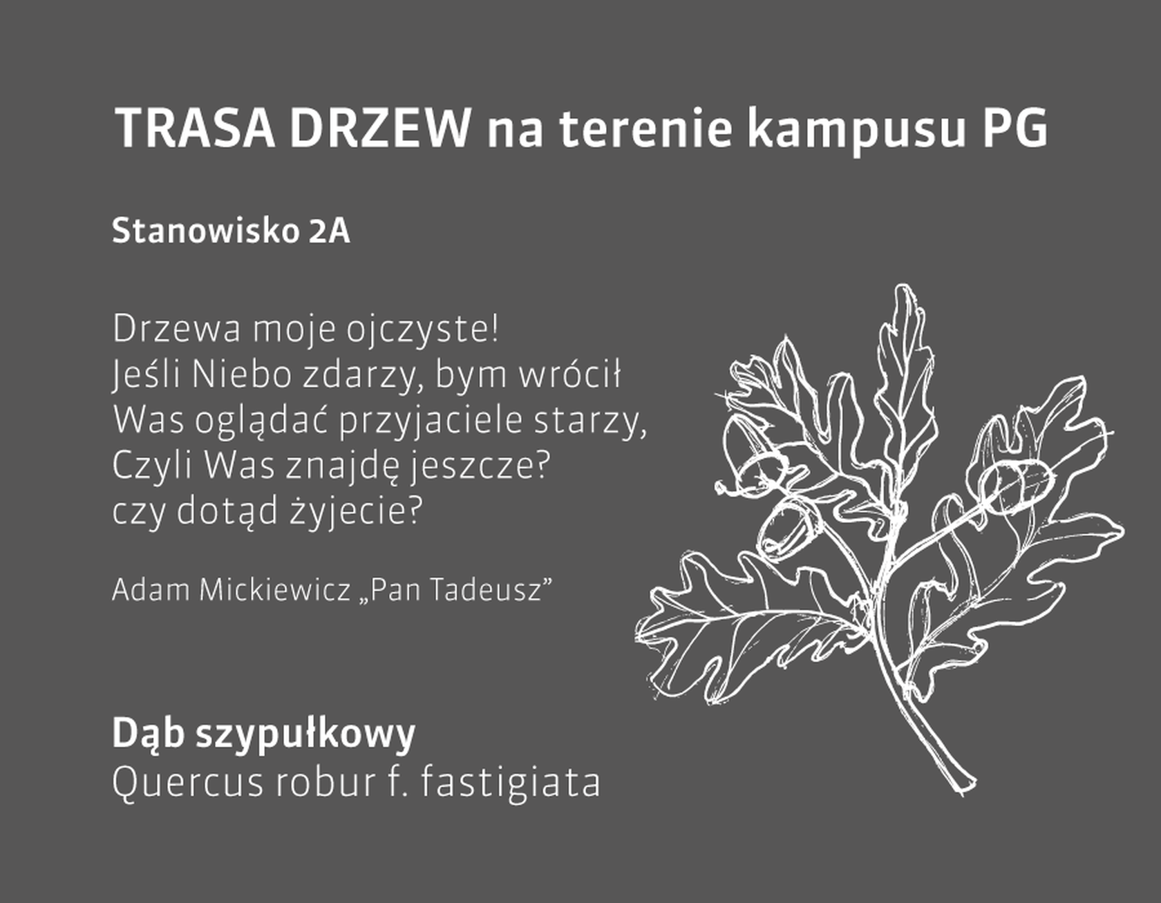 dąb szypułkowy