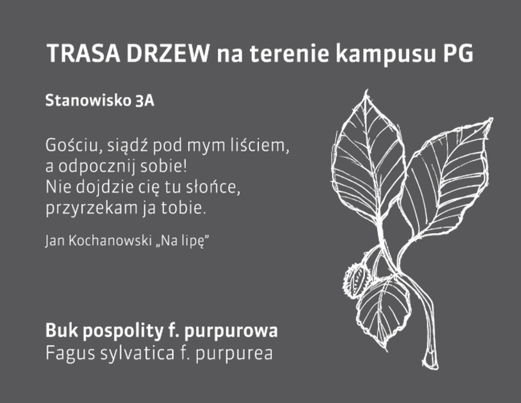Buk pospolity tabliczka