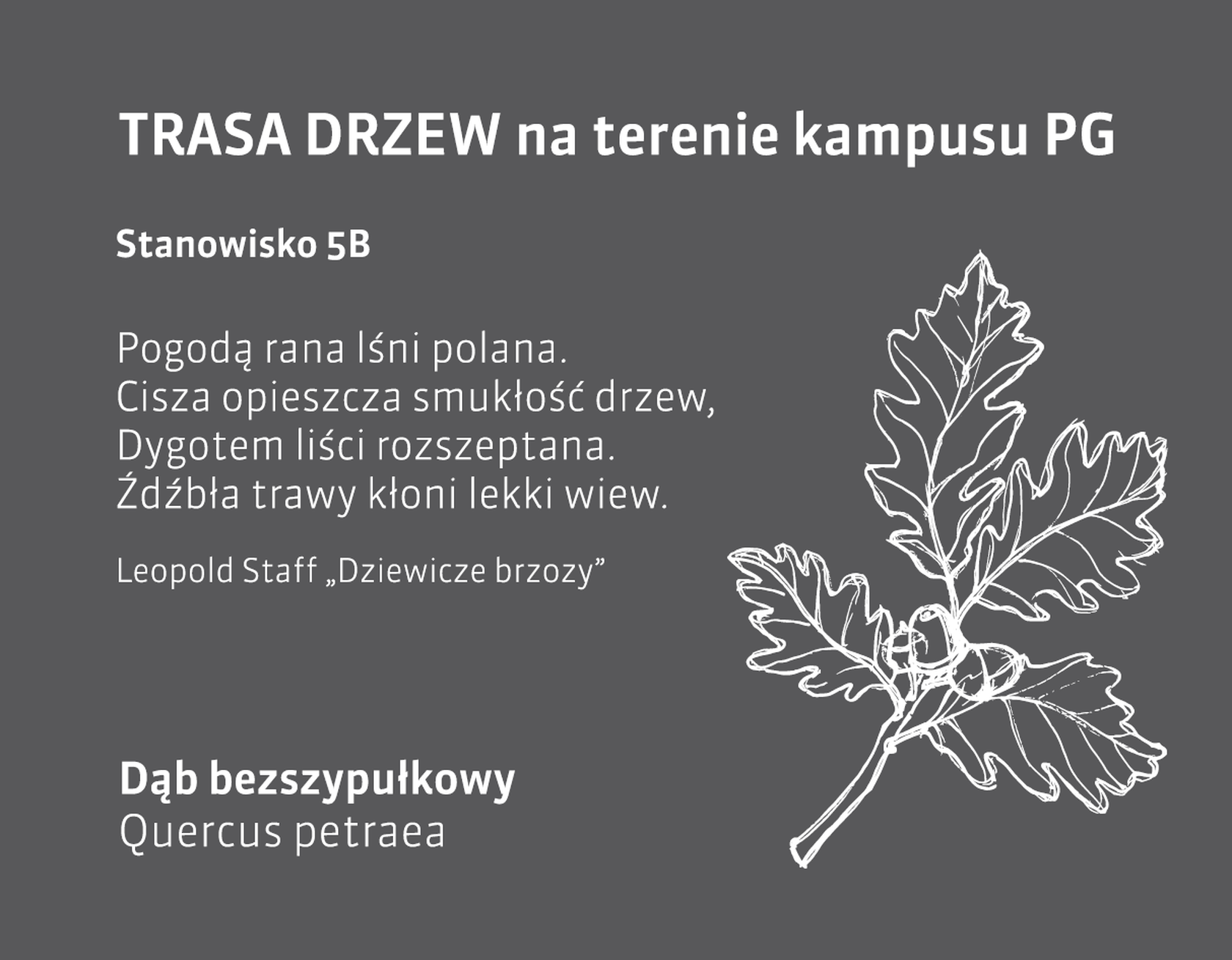 dąb