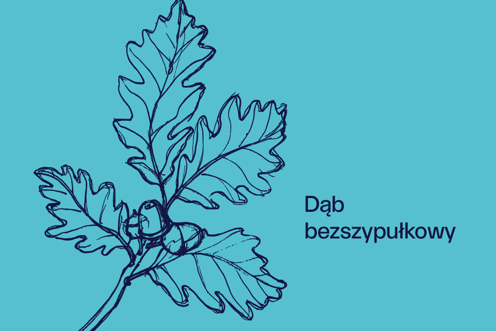 dąb