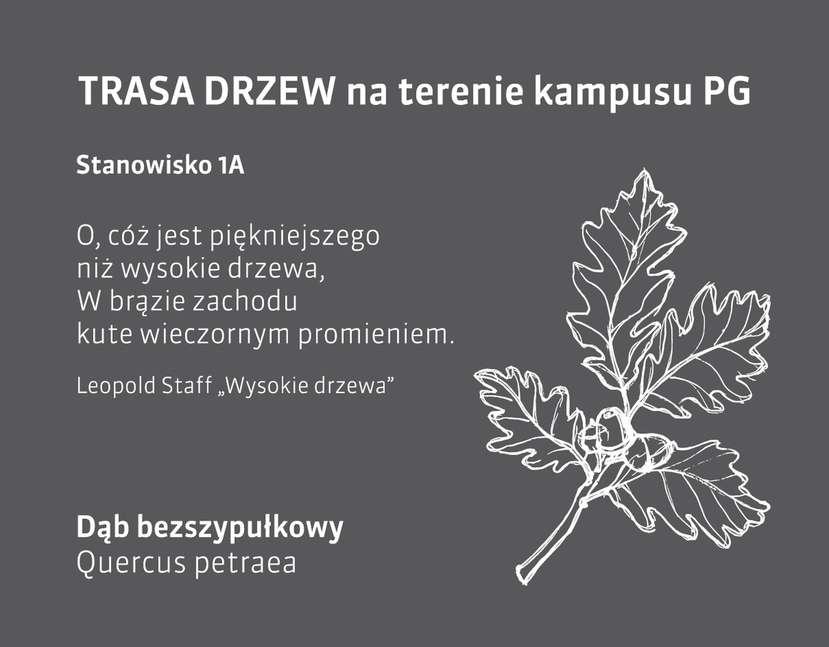dąb