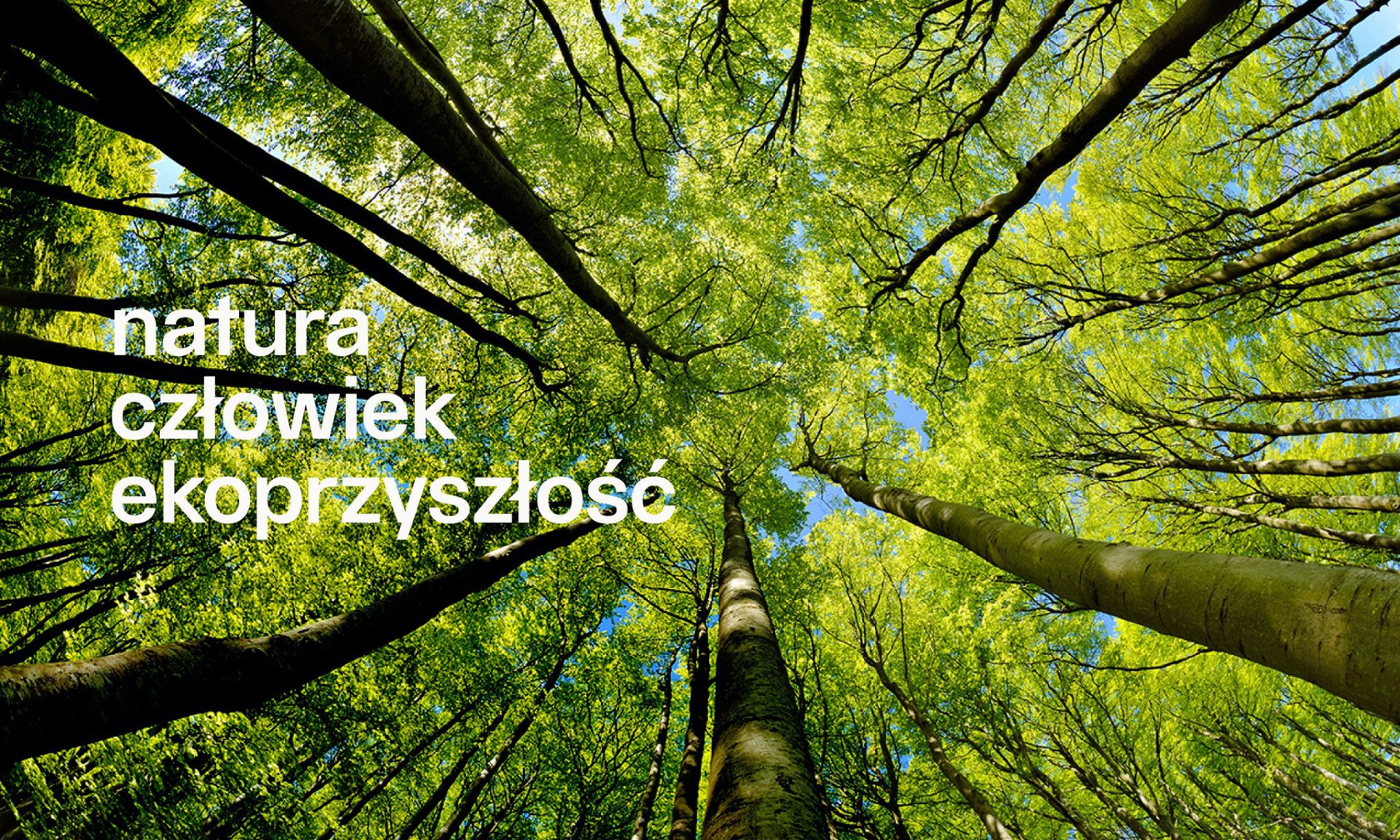drzewa